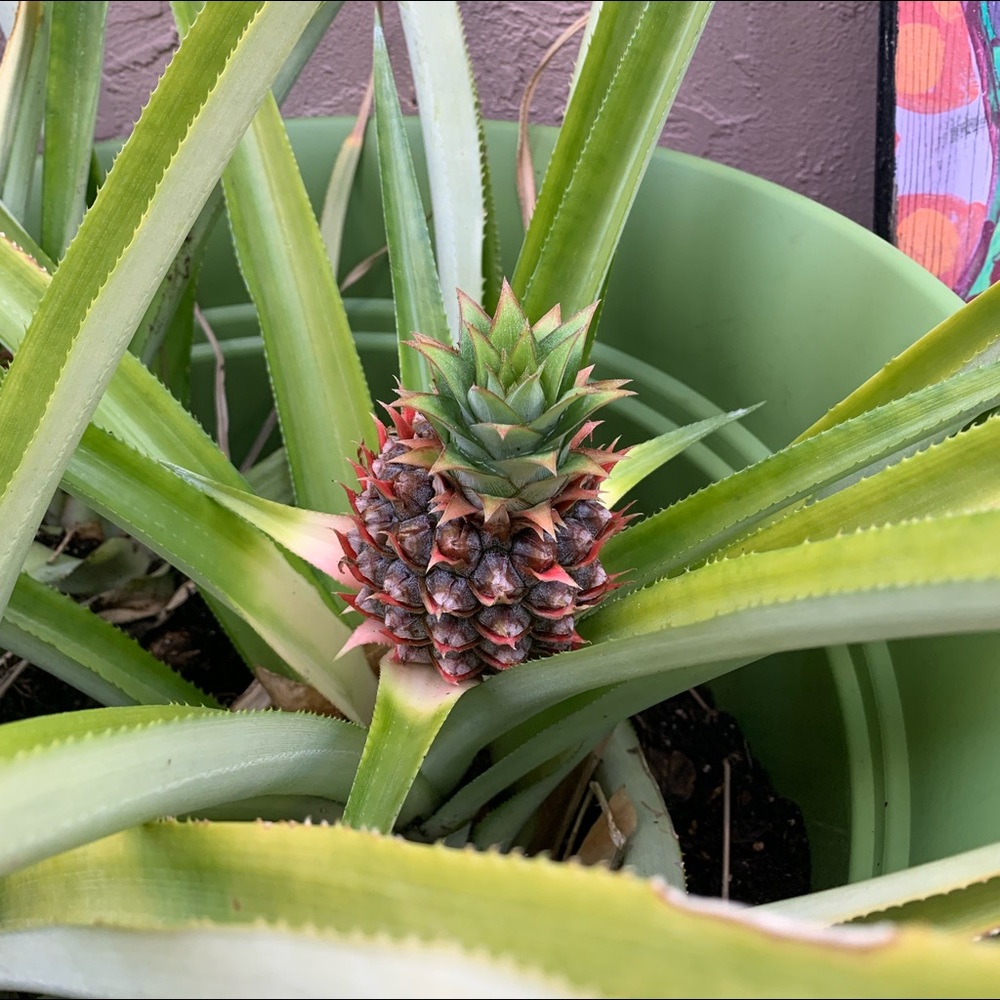 Meet your Posher, Betsy